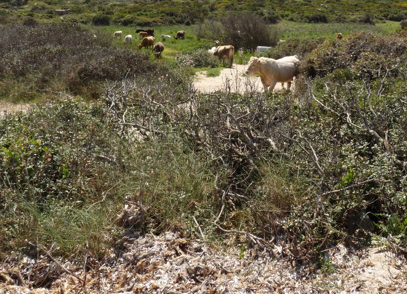 Animali al pascolo